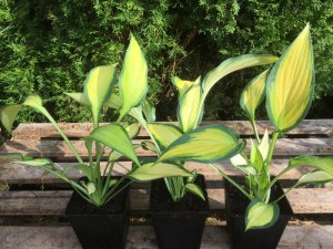 Funkia (Hosta) Orange Marmalade zdjęcie sadzonki 2