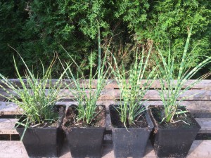 Miskant chiński (Miscanthus chinensis) Gold Bar zdjęcie sadzonki