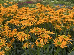 Jeżówka purpurowa (Echinacea) Secret Glow zdjęcie 3