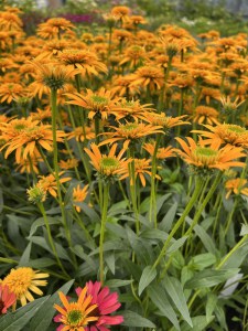 Jeżówka purpurowa (Echinacea) Secret Glow zdjęcie 1