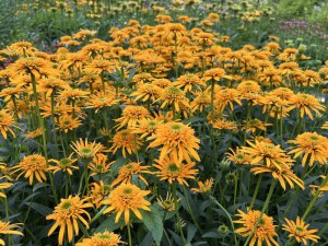 Jeżówka purpurowa (Echinacea) Secret Glow zdjęcie 4