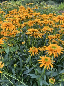 Jeżówka purpurowa (Echinacea) Secret Glow zdjęcie 5