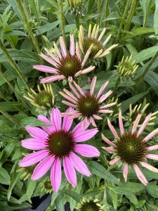 Jeżówka purpurowa (Echinacea) Fountain Light Purple zdjęcie 7