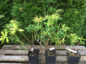 Pieris japoński (Pieris japonica) Forest Flame zdjęcie 1