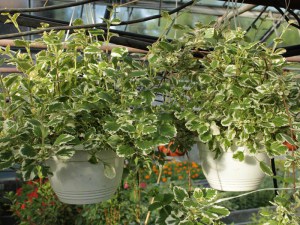 Komarzyca (Plectranthus coloides) zdjęcie 4