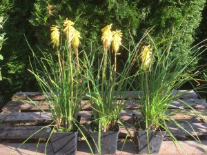 Trytoma (Kniphofia) Poco Yellow zdjęcie sadzonki