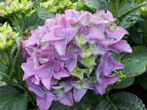 Hortensja  Early Blue, Hortensja niebieska c3 zdjęcie 2
