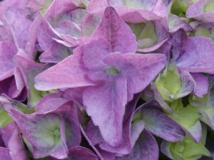 Hortensja  Early Blue, Hortensja niebieska c3 zdjęcie 3
