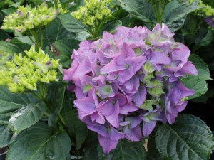 Hortensja  Early Blue, Hortensja niebieska c3 zdjęcie 4