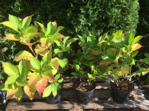 Hortensja ogrodowa (Hydrangea macrophylla ) Emerald c3 zdjęcie sadzonki