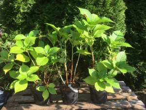 Hortensja ogrodowa (Hydrangea macrophylla) Leuchtfeuer c3 zdjęcie sadzonki