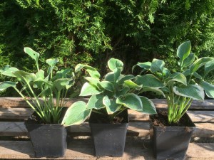 Funkia (Hosta) Veronica Lake zdjęcie sadzonki