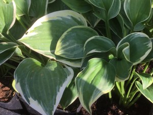 Funkia (Hosta) Veronica Lake zdjęcie 2