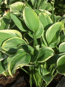 Funkia (Hosta) Veronica Lake zdjęcie 4