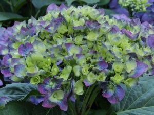 Hortensja ogrodowa (Hydrangea macrophylla) Blue Heaven c3 zdjęcie 3