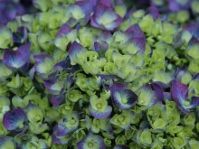 Hortensja ogrodowa (Hydrangea macrophylla) Blue Heaven c3 zdjęcie 6