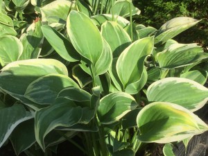 Funkia (Hosta) Veronica Lake zdjęcie 5