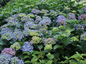 Hortensja ogrodowa (Hydrangea macrophylla) Blue Heaven c3 zdjęcie 2