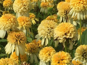 Jeżówka purpurowa (Echinacea) Lemon Drop zdjęcie 2