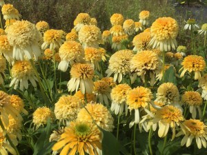 Jeżówka purpurowa (Echinacea) Lemon Drop zdjęcie 3