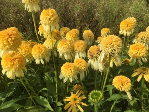 Jeżówka purpurowa (Echinacea) Lemon Drop zdjęcie 4