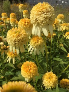 Jeżówka purpurowa (Echinacea) Lemon Drop zdjęcie 5
