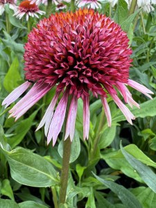 Jeżówka purpurowa (Echinacea) Strawberry And Cream zdjęcie 4