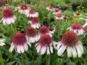 Jeżówka purpurowa (Echinacea) Strawberry And Cream zdjęcie 3