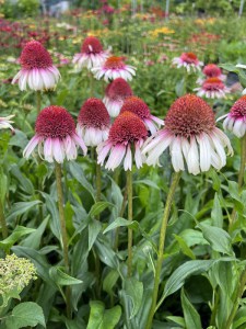 Jeżówka purpurowa (Echinacea) Strawberry And Cream zdjęcie 2