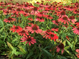 Jeżówka purpurowa (Echinacea) Red Pearl zdjęcie 2
