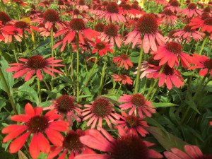 Jeżówka purpurowa (Echinacea) Red Pearl zdjęcie 3