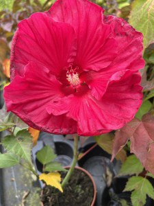Hibiskus bylinowy (Hibiscus moscheutos) Summer In Paradise zdjęcie 2