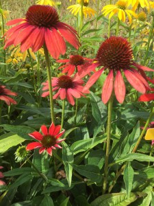 Jeżówka purpurowa (Echinacea) Red Pearl zdjęcie 4