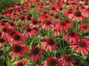 Jeżówka purpurowa (Echinacea) Red Pearl zdjęcie 5