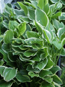 Funkia (Hosta) Francee sadzonka zdjęcie 7