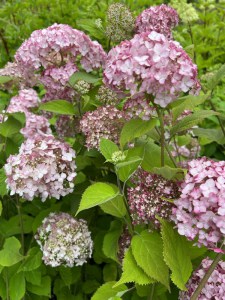 Hortensja drzewiasta Candybelle Bubblegum c3 zdjęcie 5