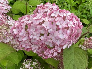 Hortensja drzewiasta Candybelle Bubblegum c3 zdjęcie 6