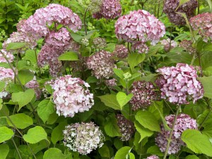Hortensja drzewiasta Pink Anabelle Invincibelle c3 zdjęcie 1