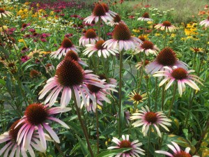 Jeżówka purpurowa (Echinacea) Pink Tip zdjęcie 2