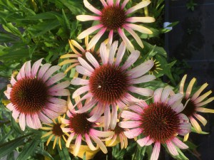 Jeżówka purpurowa (Echinacea) Pink Tip zdjęcie 3
