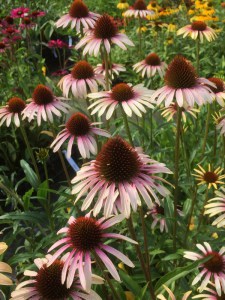 Jeżówka purpurowa (Echinacea) Pink Tip zdjęcie 5