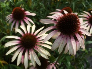 Jeżówka purpurowa (Echinacea) Pink Tip zdjęcie 4