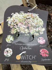 Hortensja bukietowa (Hydrangea paniculata) Switch Ophelia na pniu zdjęcie 2