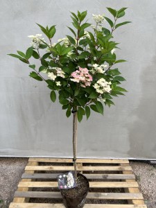 Hortensja bukietowa (Hydrangea paniculata) Switch Ophelia na pniu zdjęcie 6