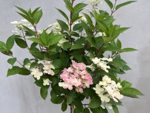 Hortensja bukietowa (Hydrangea paniculata) Switch Ophelia na pniu zdjęcie 3