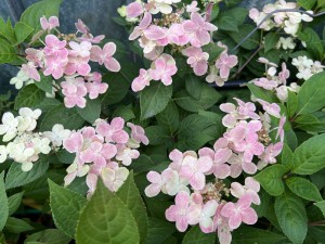 Hortensja bukietowa (Hydrangea paniculata) Switch Ophelia c3 zdjęcie 2