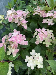 Hortensja bukietowa (Hydrangea paniculata) Switch Ophelia c3 zdjęcie 3