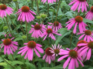 Jeżówka purpurowa (Echinacea) Kims Knee High zdjęcie 2