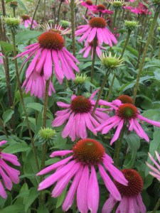 Jeżówka purpurowa (Echinacea) Kims Knee High zdjęcie 3