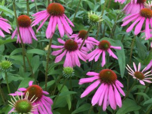Jeżówka purpurowa (Echinacea) Kims Knee High zdjęcie 4